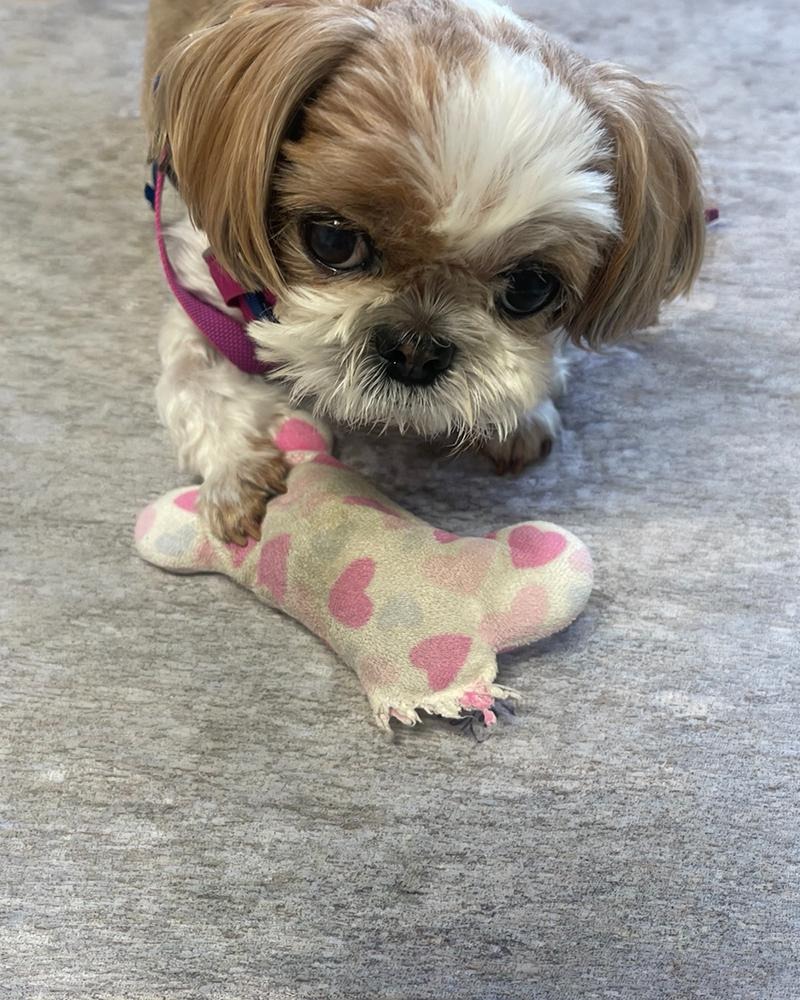 🐶 10 Things I’ve Learned from Living with a Senior Shih Tzu