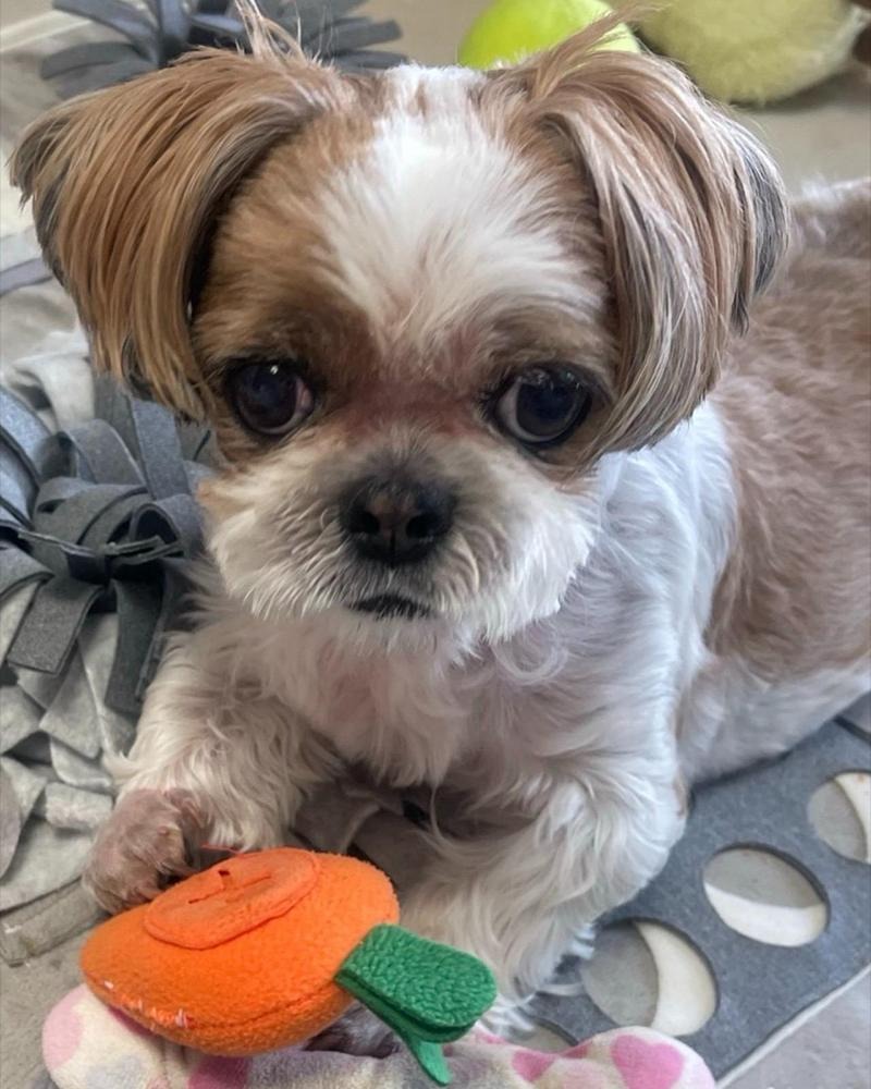 Welcome to Yeori Day | Life With My Senior Shih Tzu 🐾